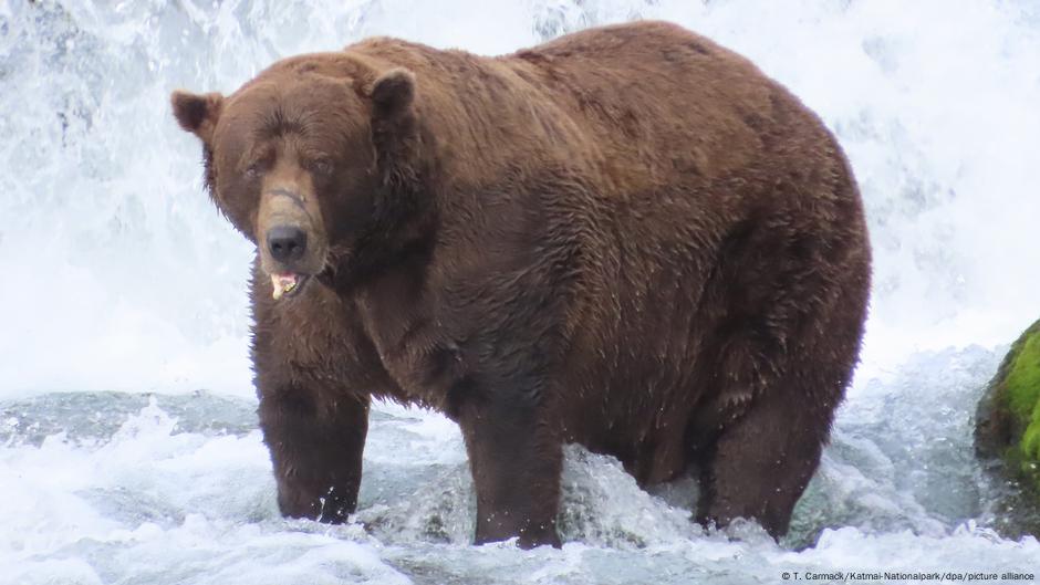 ‘Chunk’ wins Fat Bear Week 2025 award in Alaska – DW – 10/01/2025