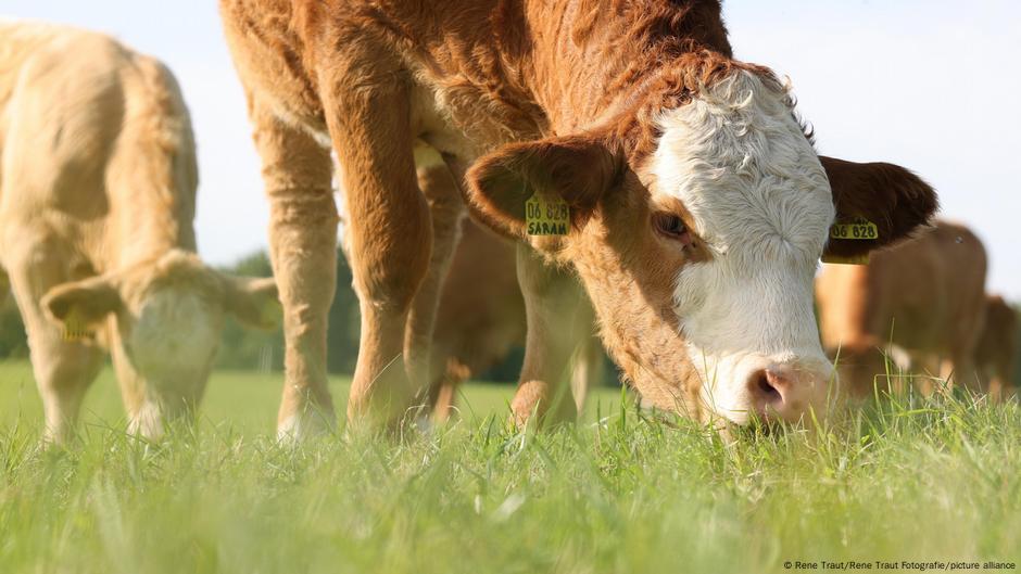 Online attacks threaten major climate-friendly diet report – DW – 10/03/2025