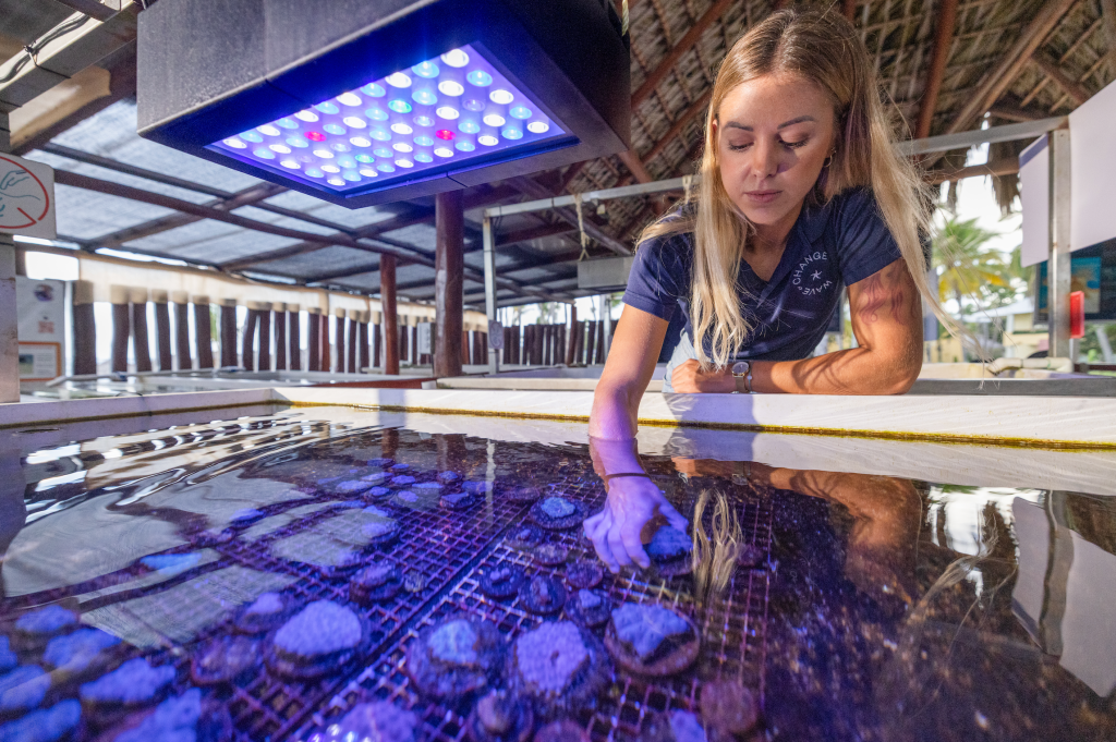 Hotel Resorts Help Restore Coral Reefs Amid Climate Concerns